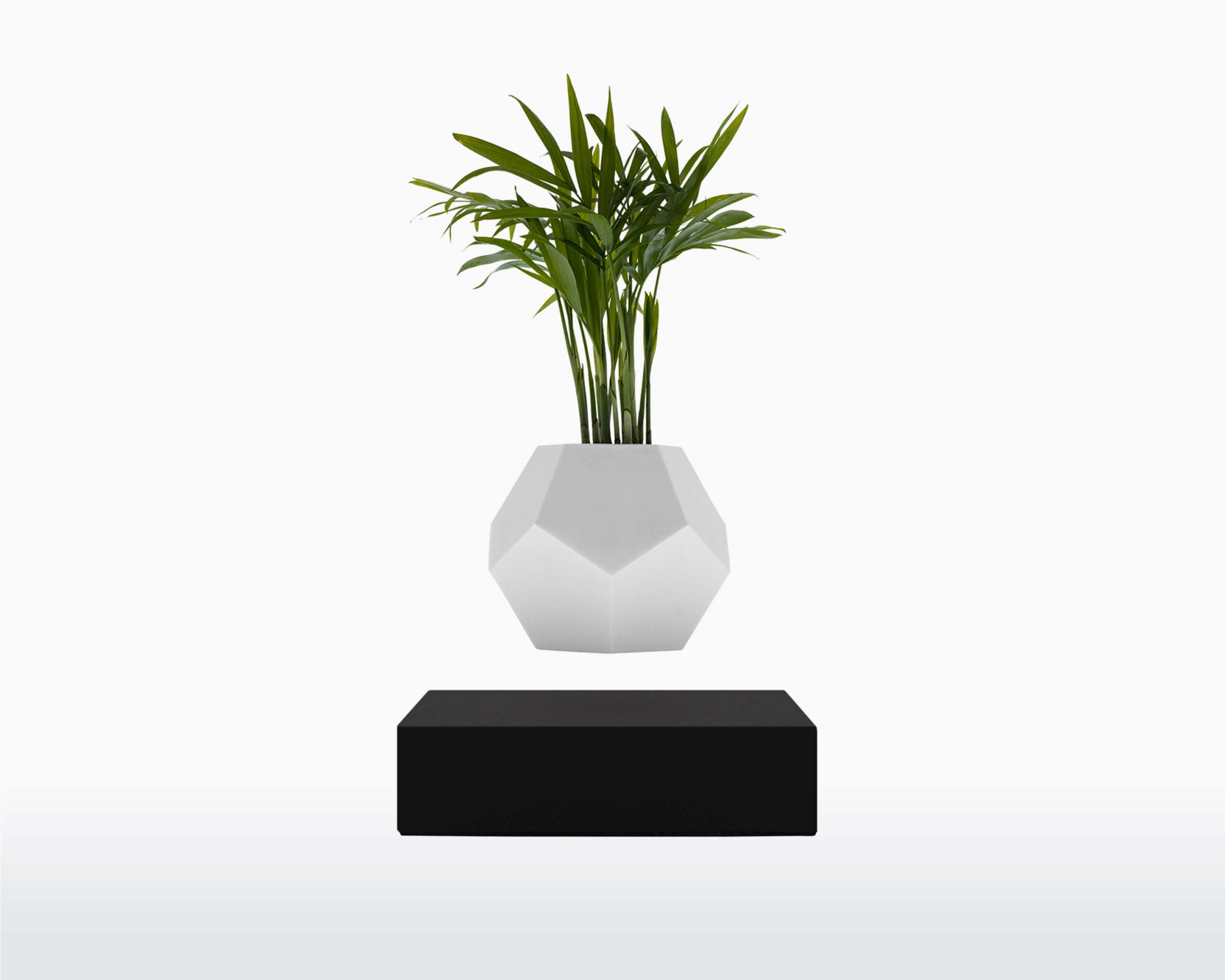 lyfe flyte levitating plant black base scaled 1.jpg