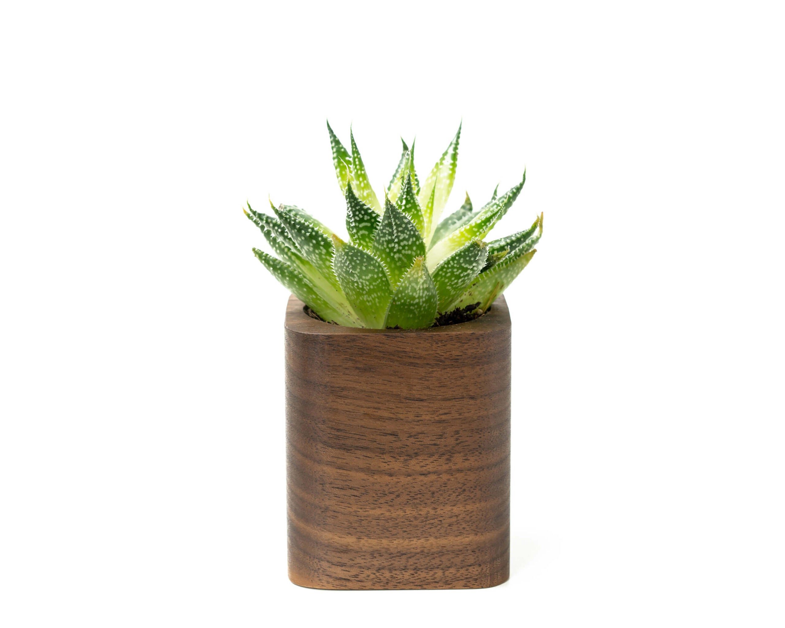square planter walnut oakywood 01